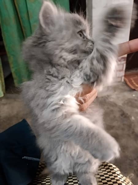 Persian triple coat kitten … 2
