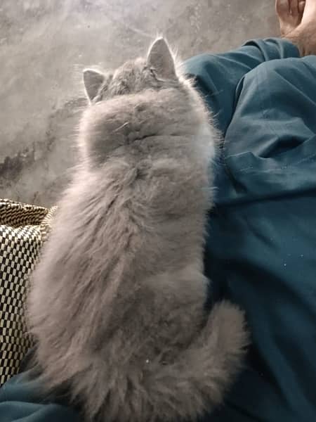 Persian triple coat kitten … 3