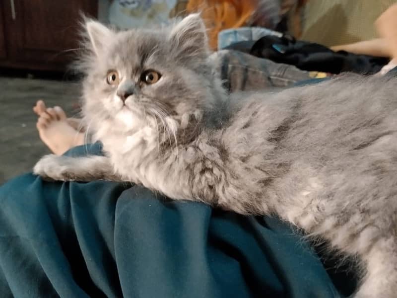 Persian triple coat kitten … 4