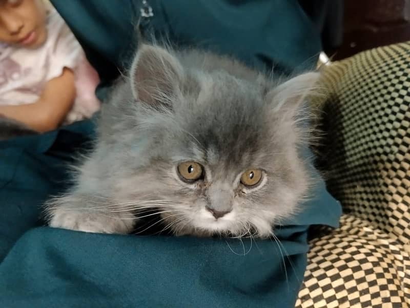 Persian triple coat kitten … 5