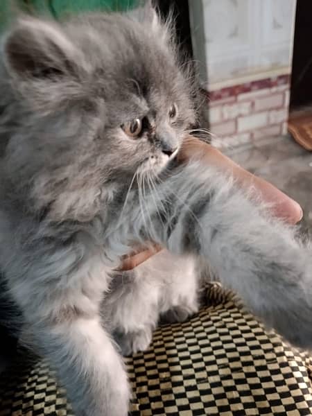 Persian triple coat kitten … 6