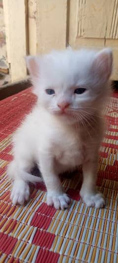 Persian cat kitten 3 week old blue eyes