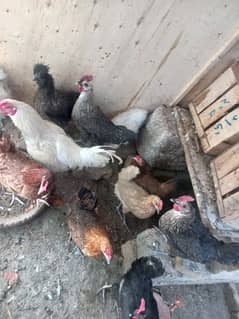 7 eggs laying hens  for sale