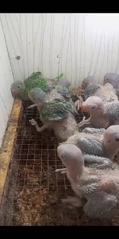 Perrots Chicks Variety