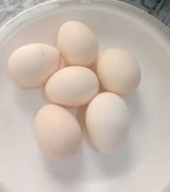 ayam cimani fertile & fresh eggs 0