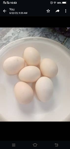 ayam cimani fertile & fresh eggs 1