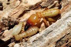 Termite Treatment in Lahore