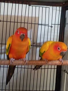 SUN CONURE red factor breeder pair  Age 3 year