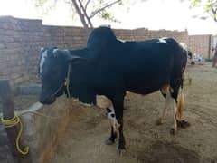cow for qurbani 0