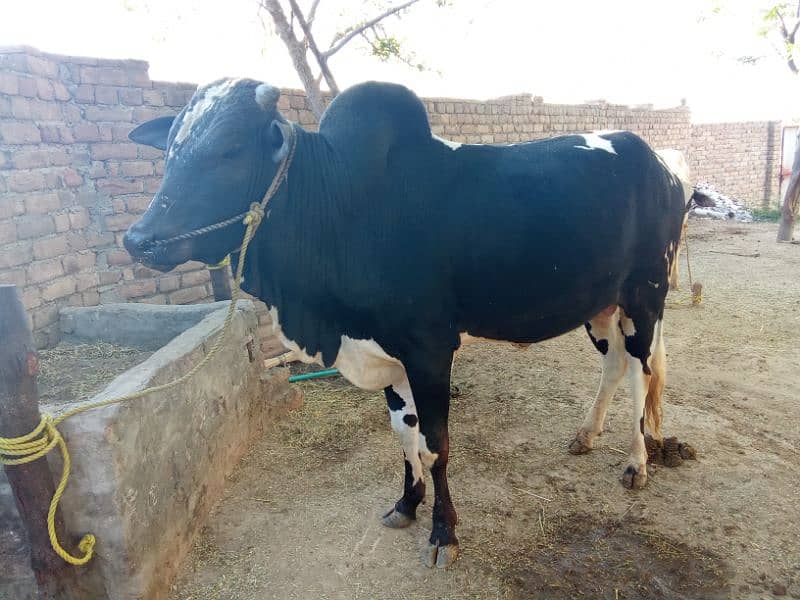 cow for qurbani 1