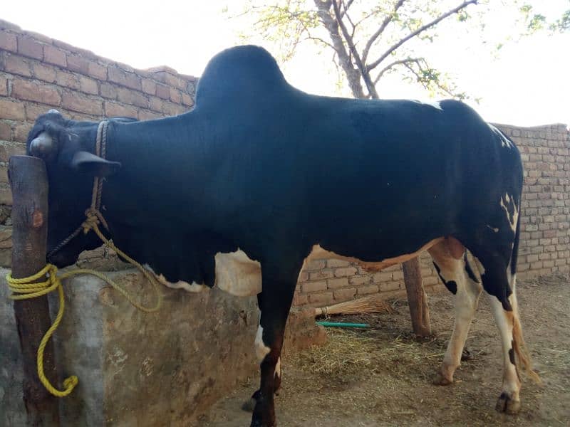 cow for qurbani 2