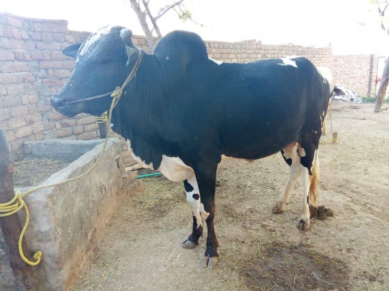 cow for qurbani 4