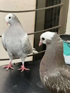 Mukee Pigeon Pair for Sale with cage & nest 0