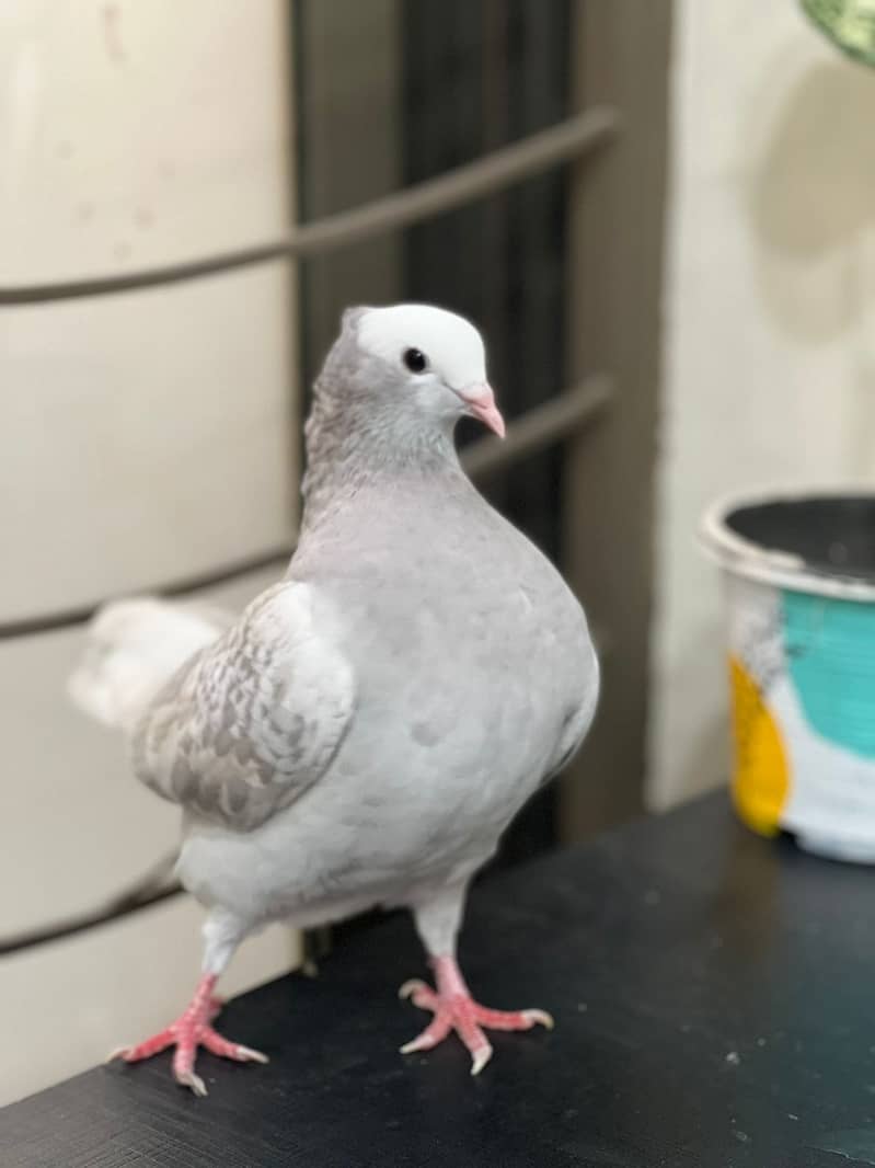Mukee Pigeon Pair for Sale with cage & nest 1