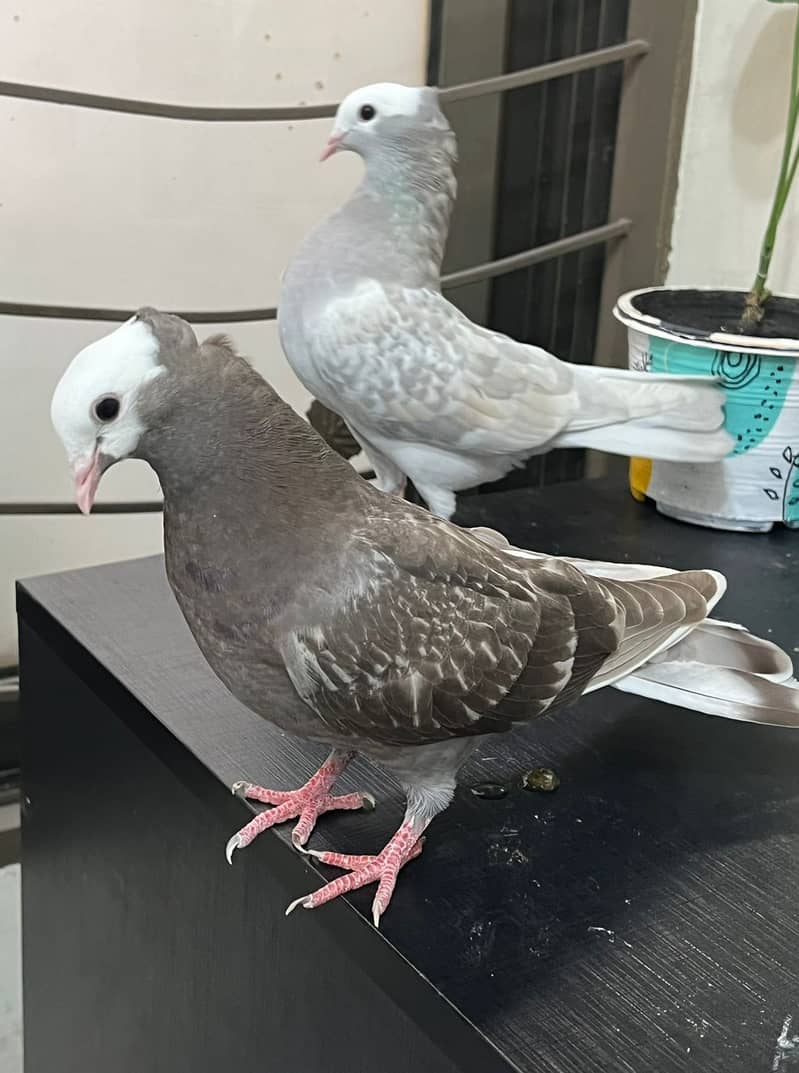 Mukee Pigeon Pair for Sale with cage & nest 3