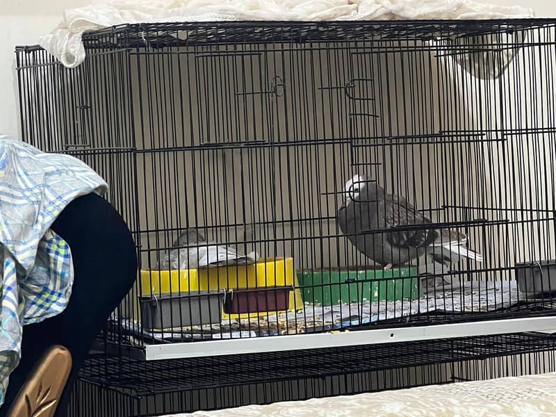 Mukee Pigeon Pair for Sale with cage & nest 4