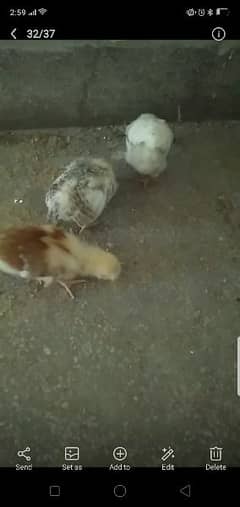 chini misri chicks for sale