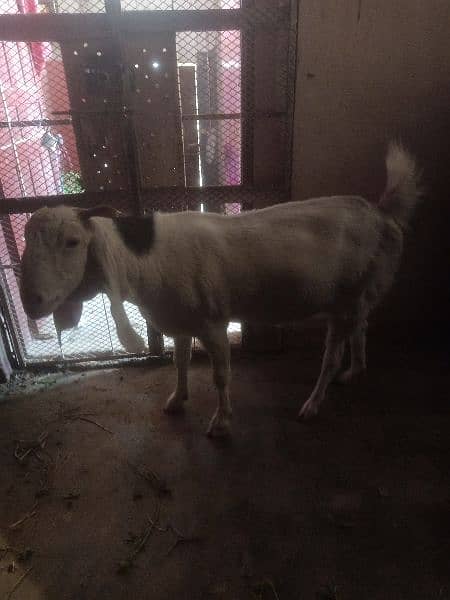 female camori crossed goat 3