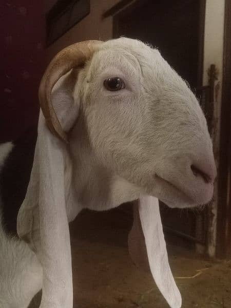 female camori crossed goat 6