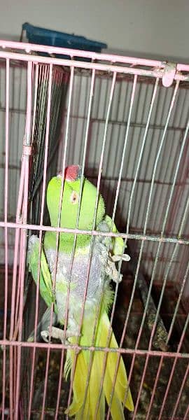 green parrot pair 1