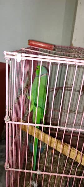 green parrot pair 2