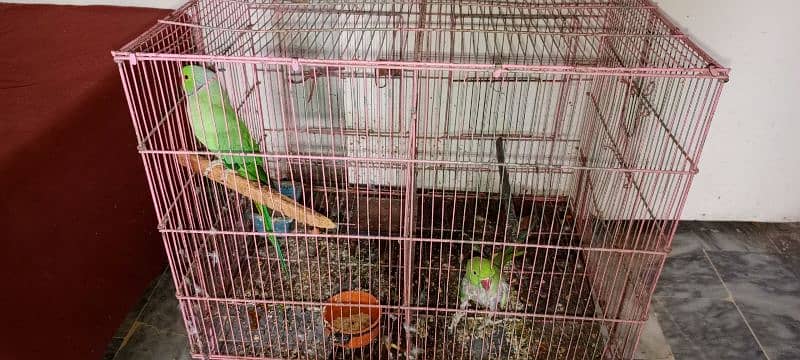 green parrot pair 3