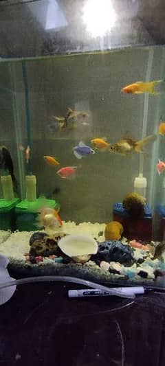 I am selling All my Fishes,Fry's,snails and breeder Molly and guppy
