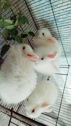 Age 80 days angora babies 2 pairs available