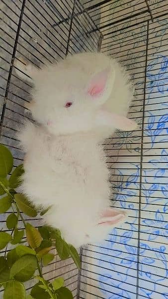 Age 80 days angora babies 2 pairs available 1