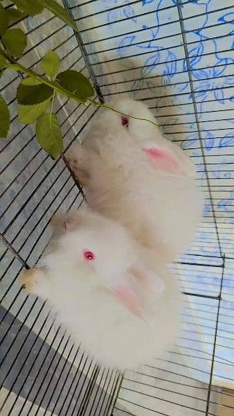 Age 80 days angora babies 2 pairs available 3