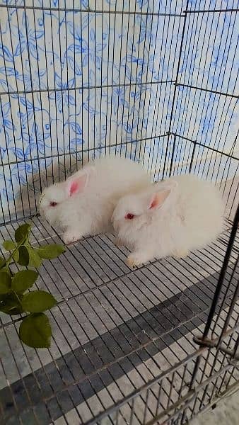 Age 80 days angora babies 2 pairs available 4