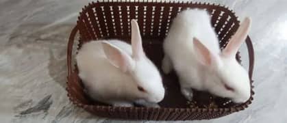 Rabbits baby's