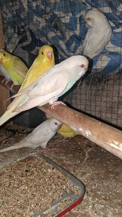 Red eyes pure white king size parrots 0