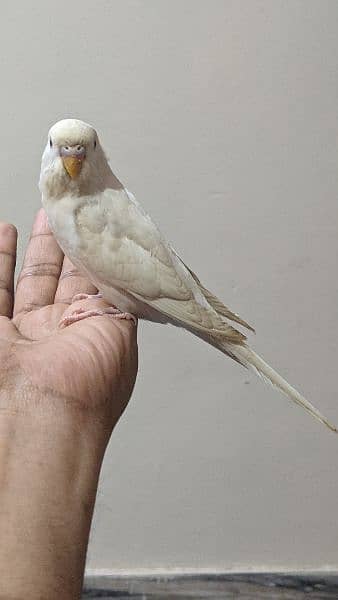 Red eyes pure white king size parrots 1