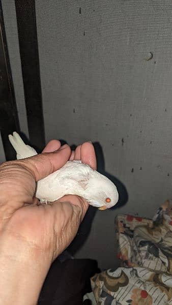 Red eyes pure white king size parrots 2