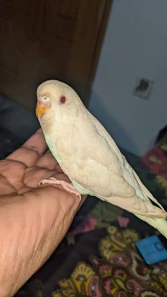 Red eyes pure white king size parrots 3