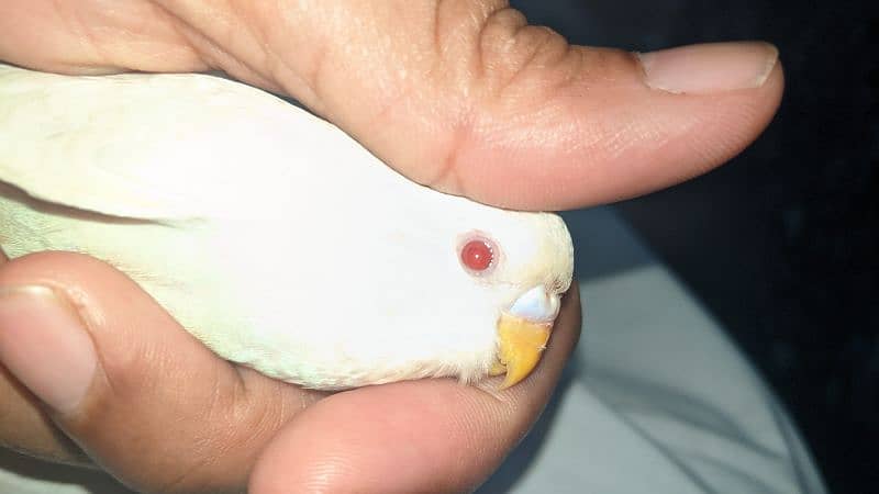 Red eyes pure white king size parrots 4
