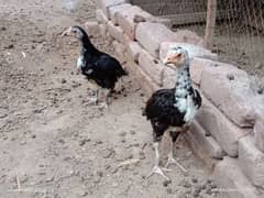 Pure Mianwali Aseel female available for sale
