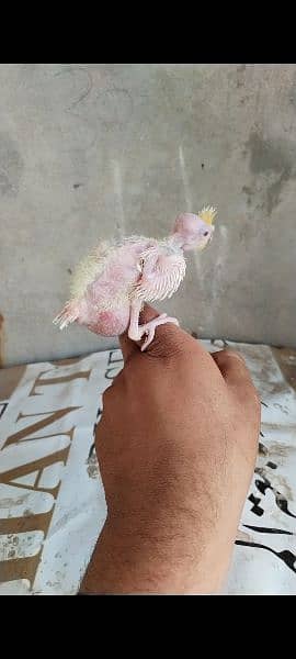 cocktail baby 1