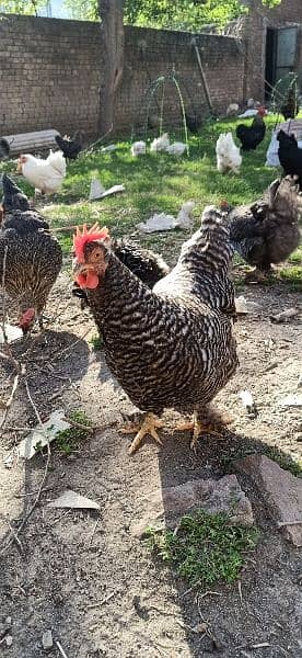 Black polish chicks with broody hen Plymouth 3