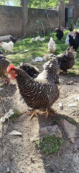 Black polish chicks with broody hen Plymouth 4