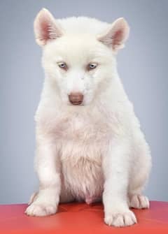 Siberian husky puppies 2months old