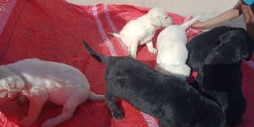 3 white Labradors Puppies Available