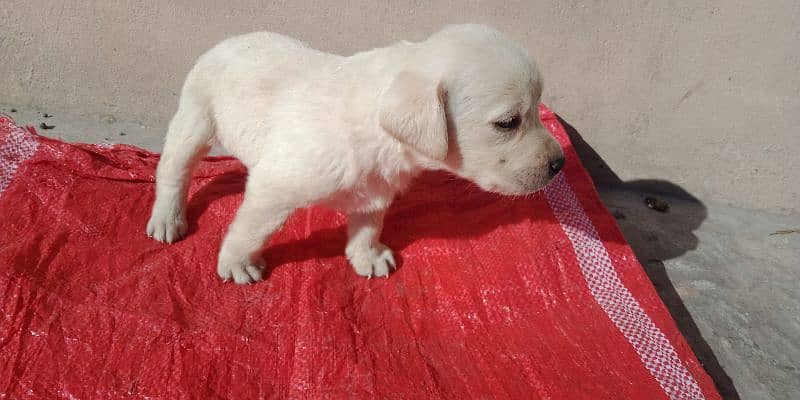3 white Labradors Puppies Available 1