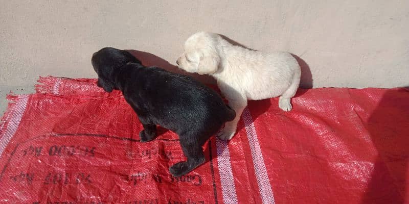 3 white Labradors Puppies Available 3