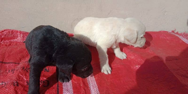 3 white Labradors Puppies Available 4