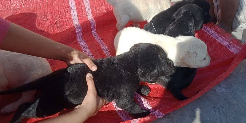 3 white Labradors Puppies Available 5