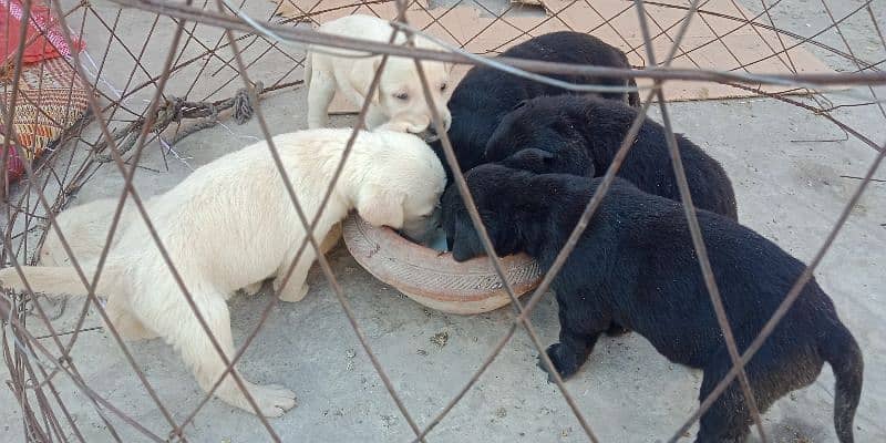 3 white Labradors Puppies Available 6