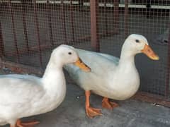 White Ducks Pair home breed