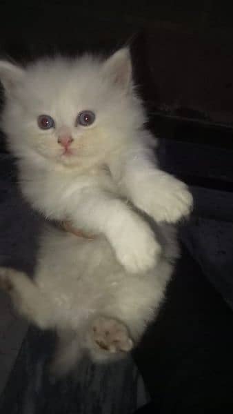 Persian Triple Coat Kitten 1